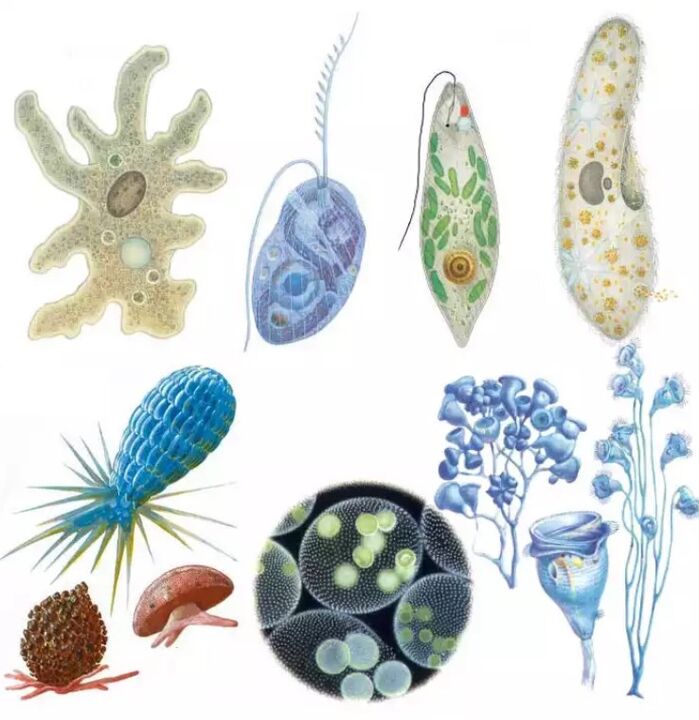 Parazitler, on beş binden fazla türün bulunduğu Protozoa krallığına aittir. 